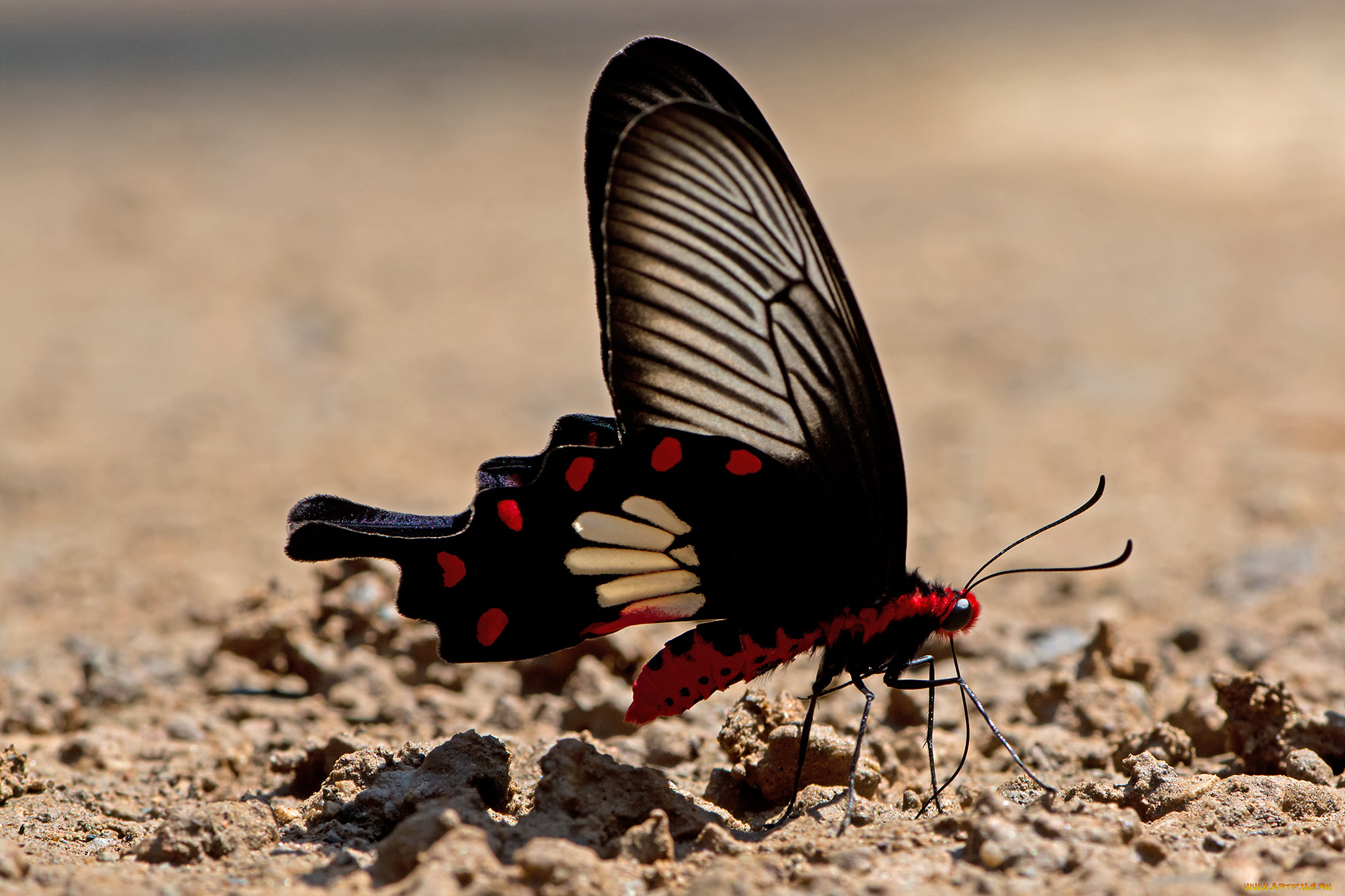 Pachliopta aristolochiae SSP. Balina